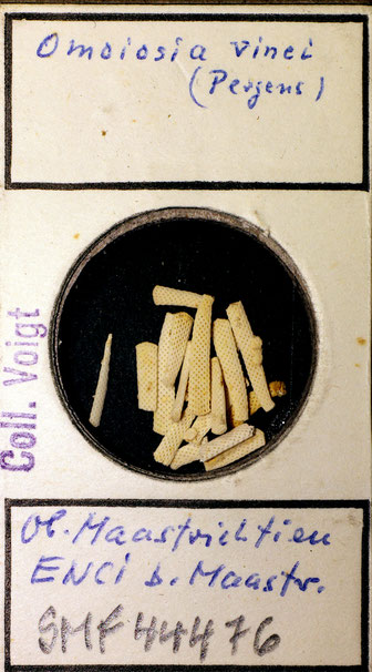 Senckenberg, Bryozoa, Bryozoen, Moostierchen, Sammlung Voigt