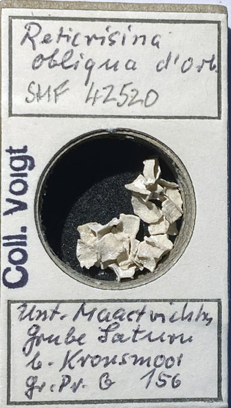Senckenberg, Bryozoa, Bryozoen, Moostierchen, Sammlung Voigt