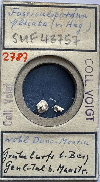 Senckenberg, Bryozoa, Bryozoen, Moostierchen, Sammlung Voigt