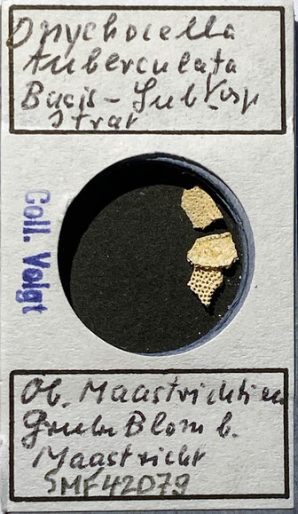 Senckenberg, Bryozoa, Bryozoen, Moostierchen, Sammlung Voigt
