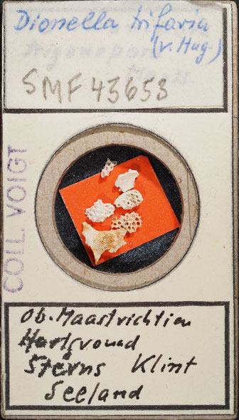 Senckenberg, Bryozoa, Bryozoen, Moostierchen, Sammlung Voigt