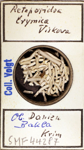 Bryozoen Sammlung Senckenberg Frankfurt,  CC BY:  Dr. Rainer Teubner
