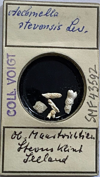 Senckenberg, Bryozoa, Bryozoen, Moostierchen, Sammlung Voigt