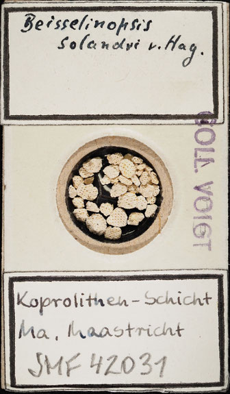 Senckenberg, Bryozoa, Bryozoen, Moostierchen, Sammlung Voigt