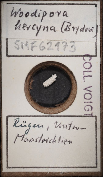 Senckenberg, Bryozoa, Bryozoen, Moostierchen, Sammlung Voigt