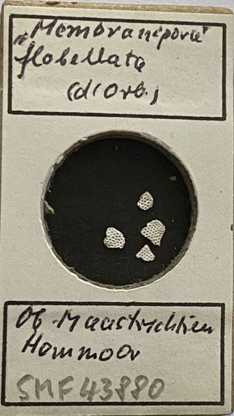 Senckenberg, Bryozoa, Bryozoen, Moostierchen, Sammlung Voigt