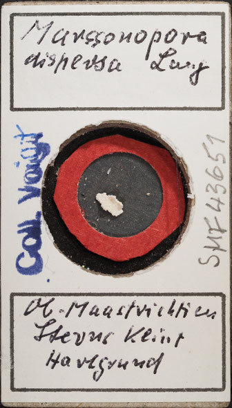 Senckenberg, Bryozoa, Bryozoen, Moostierchen, Sammlung Voigt