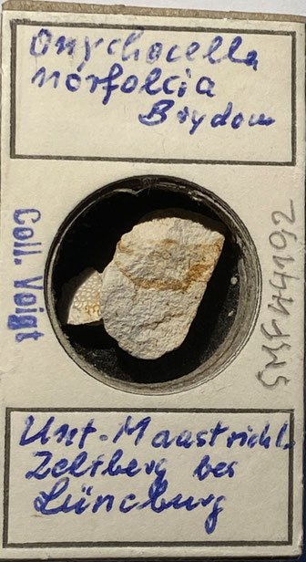 Senckenberg, Bryozoa, Bryozoen, Moostierchen, Sammlung Voigt