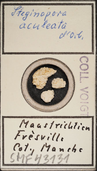 Senckenberg, Bryozoa, Bryozoen, Moostierchen, Sammlung Voigt