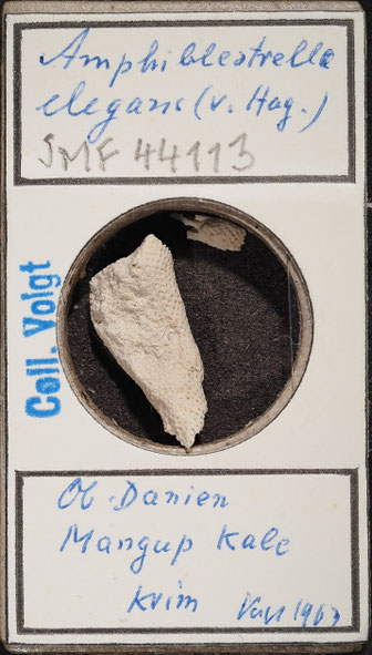 Bryozoen Sammlung Senckenberg Frankfurt,  