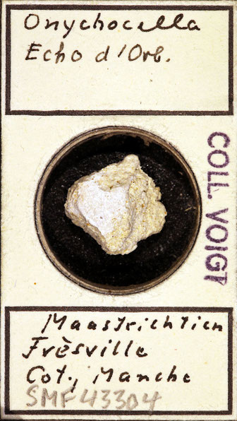 Senckenberg, Bryozoa, Bryozoen, Moostierchen, Sammlung Voigt