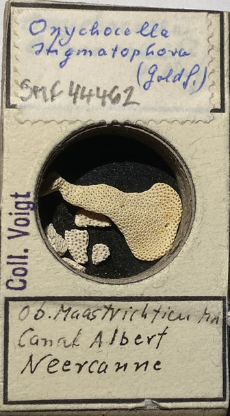 Senckenberg, Bryozoa, Bryozoen, Moostierchen, Sammlung Voigt