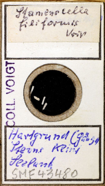 Senckenberg, Bryozoa, Bryozoen, Moostierchen, Sammlung Voigt