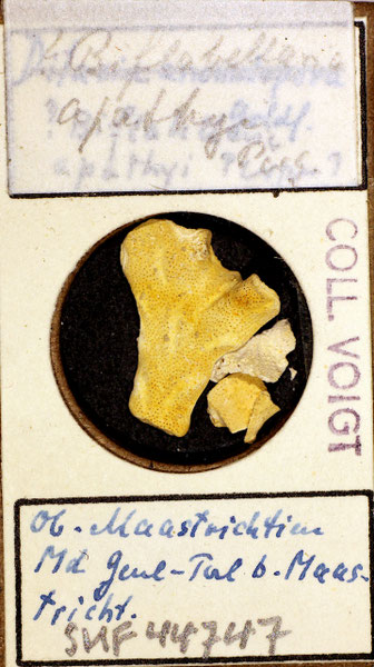 Senckenberg, Bryozoa, Bryozoen, Moostierchen, Sammlung Voigt