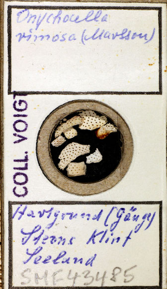 Senckenberg, Bryozoa, Bryozoen, Moostierchen, Sammlung Voigt