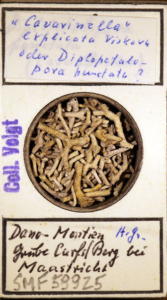 Senckenberg, Bryozoa, Bryozoen, Moostierchen, Sammlung Voigt