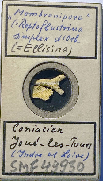 Senckenberg, Bryozoa, Bryozoen, Moostierchen, Sammlung Voigt