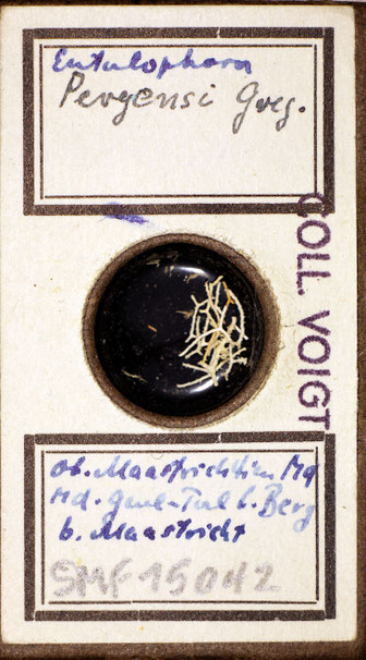 Senckenberg, Bryozoa, Bryozoen, Moostierchen, Sammlung Voigt