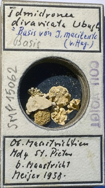 Senckenberg, Bryozoa, Bryozoen, Moostierchen, Sammlung Voigt