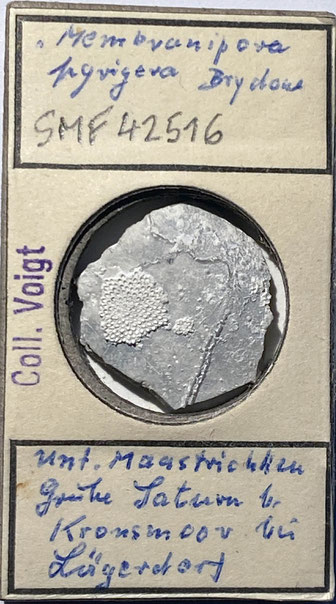Senckenberg, Bryozoa, Bryozoen, Moostierchen, Sammlung Voigt