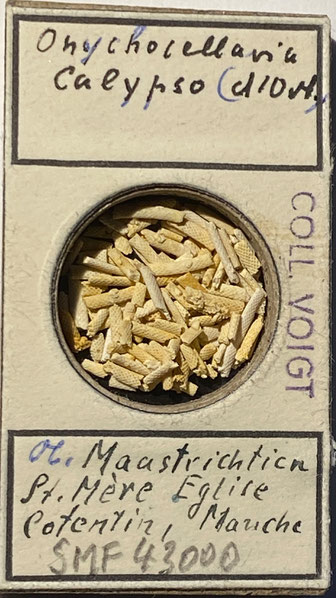 Senckenberg, Bryozoa, Bryozoen, Moostierchen, Sammlung Voigt