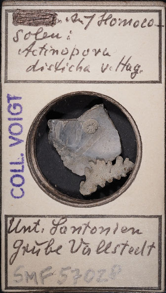 Senckenberg, Bryozoa, Bryozoen, Moostierchen, Sammlung Voigt