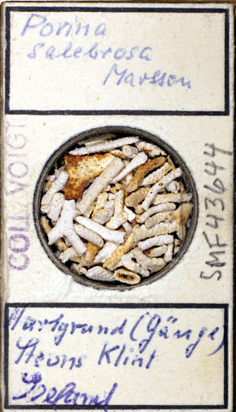 Senckenberg, Bryozoa, Bryozoen, Moostierchen, Sammlung Voigt