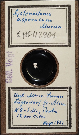 Senckenberg, Bryozoa, Bryozoen, Moostierchen, Sammlung Voigt