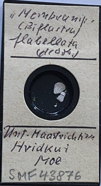 Senckenberg, Bryozoa, Bryozoen, Moostierchen, Sammlung Voigt