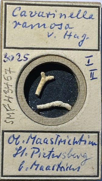 Senckenberg, Bryozoa, Bryozoen, Moostierchen, Sammlung Voigt