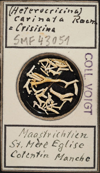 Bryozoa aus Sammlung Senckenberg Frankfurt, CC BY: Michael Sondermann