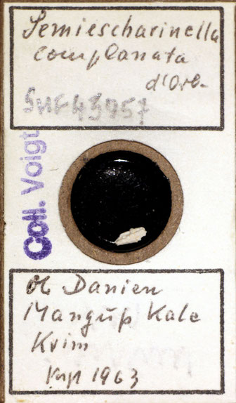Senckenberg, Bryozoa, Bryozoen, Moostierchen, Sammlung Voigt