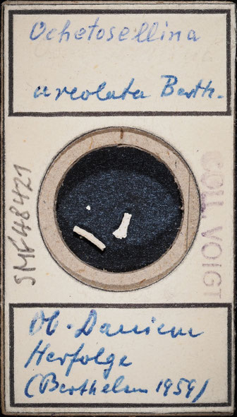 Senckenberg, Bryozoa, Bryozoen, Moostierchen, Sammlung Voigt