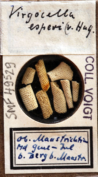 Senckenberg, Bryozoa, Bryozoen, Moostierchen, Sammlung Voigt