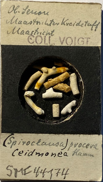 Senckenberg, Bryozoa, Bryozoen, Moostierchen, Sammlung Voigt