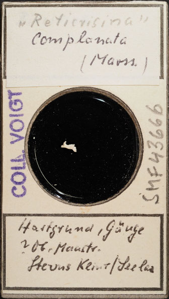 Senckenberg, Bryozoa, Bryozoen, Moostierchen, Sammlung Voigt