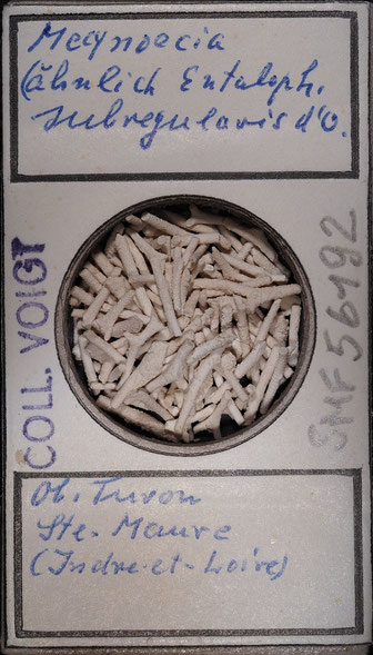 Senckenberg, Bryozoa, Bryozoen, Moostierchen, Sammlung Voigt