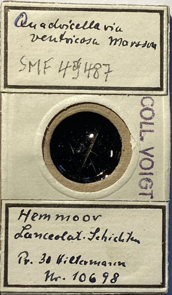 Senckenberg, Bryozoa, Bryozoen, Moostierchen, Sammlung Voigt