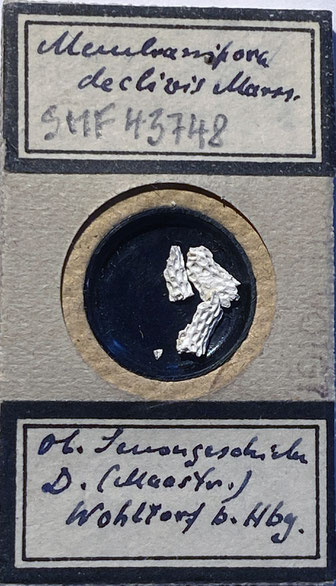Senckenberg, Bryozoa, Bryozoen, Moostierchen, Sammlung Voigt