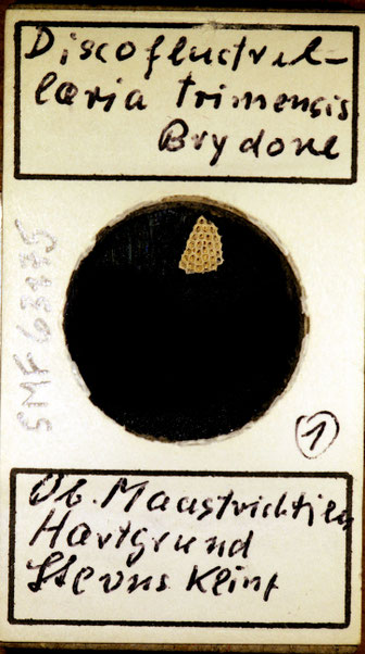 Senckenberg, Bryozoa, Bryozoen, Moostierchen, Sammlung Voigt