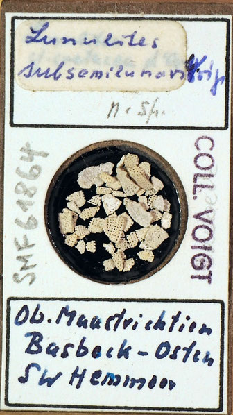 Senckenberg, Bryozoa, Bryozoen, Moostierchen, Sammlung Voigt
