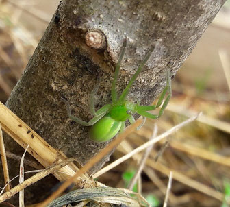 magnifique micrommata virescens