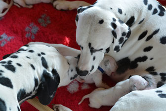 pups 1 week oud