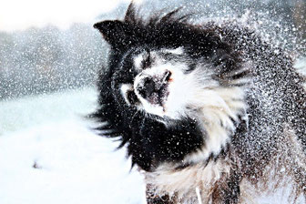 La tête d'un chien noir et blanc dans une tempête de neige par coachcanin16 educateur canin à Rouillac Jarnac Cognac Angoulême