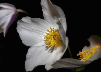 Une rose de Noël ou Hellebore toxique pour le chien le chiot par coach canin 16 dresseur chien cognac