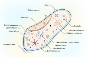 Bau eines Pantoffeltierchens, Paramecium