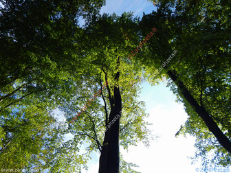 Grüne hohe Baumkronen vor blauem Himmel