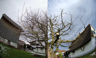 Baumschnitt Vorher/Nachher
