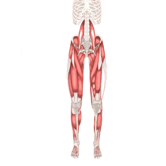 下半身の筋肉
