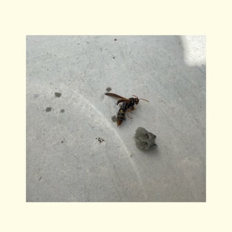 駆除したアシナガバチの女王バチと除去した巣の写真